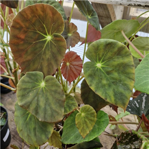 Begonia 'Marie Reed'